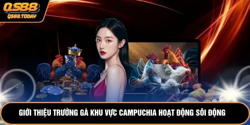 Giới thiệu trường gà khu vực Campuchia hoạt động sôi động 